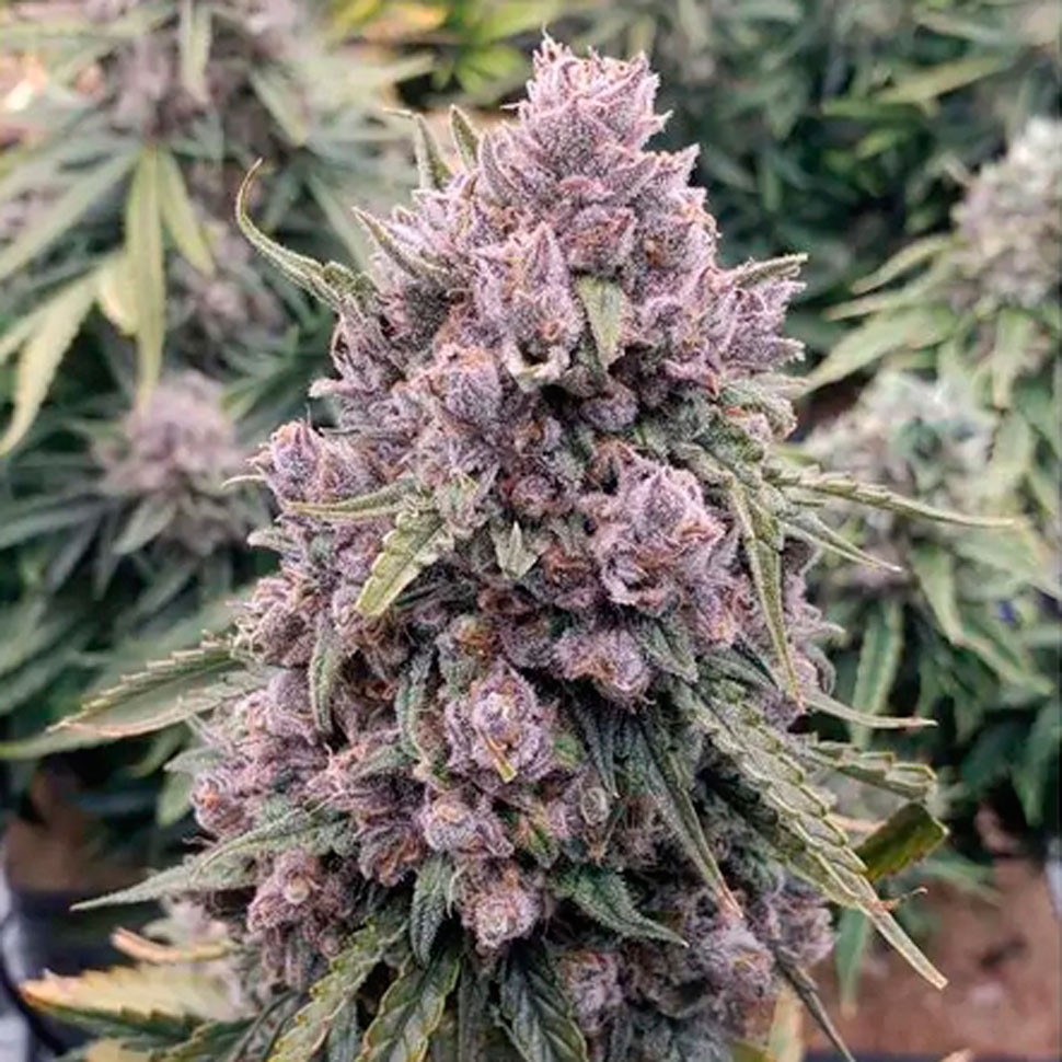 Семена  Auto Cinderella Jack feminised Ganja Seeds