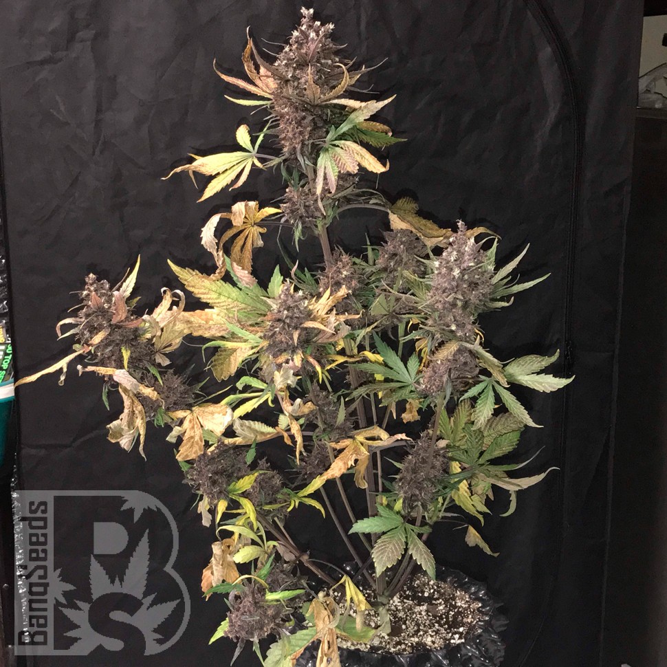 Купить Auto Devil Cream feminised Ganja Seeds