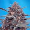 Семена Auto Devil Cream feminised Ganja Seeds