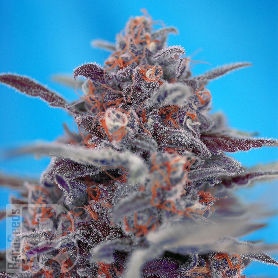 Семена  Auto Devil Cream feminised Ganja Seeds
