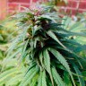 Early Skunk feminised Ganja Seeds