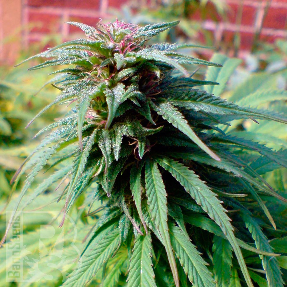 Early Skunk feminised Ganja Seeds