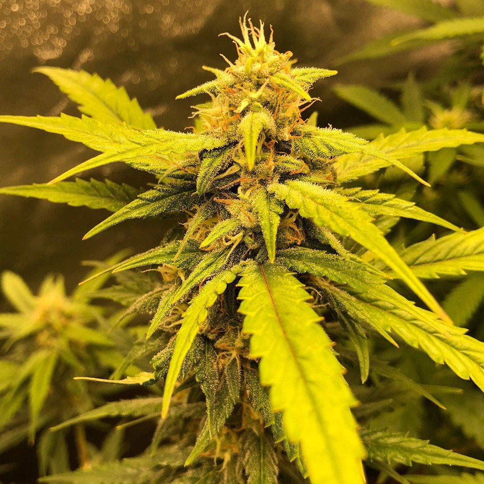 заказать семена конопли почтой Auto Black Jack feminised