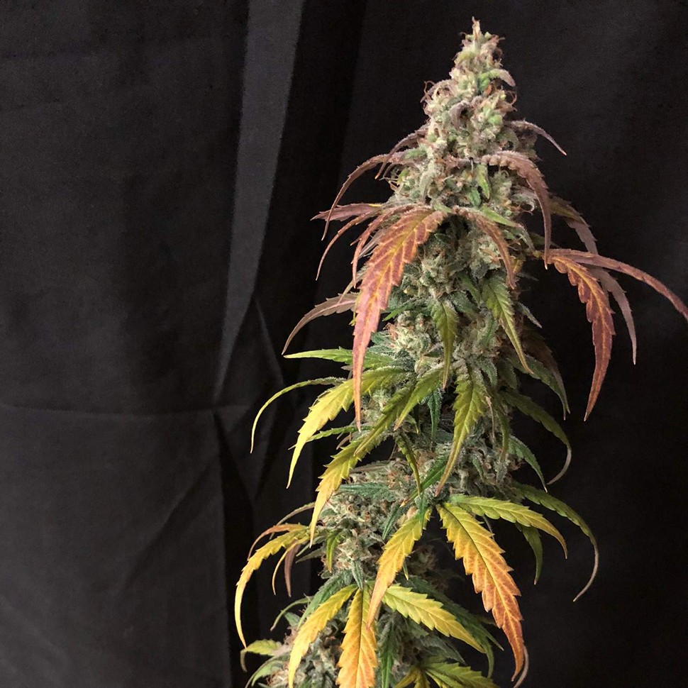 Семена  Auto Black Jack feminised Ganja Seeds