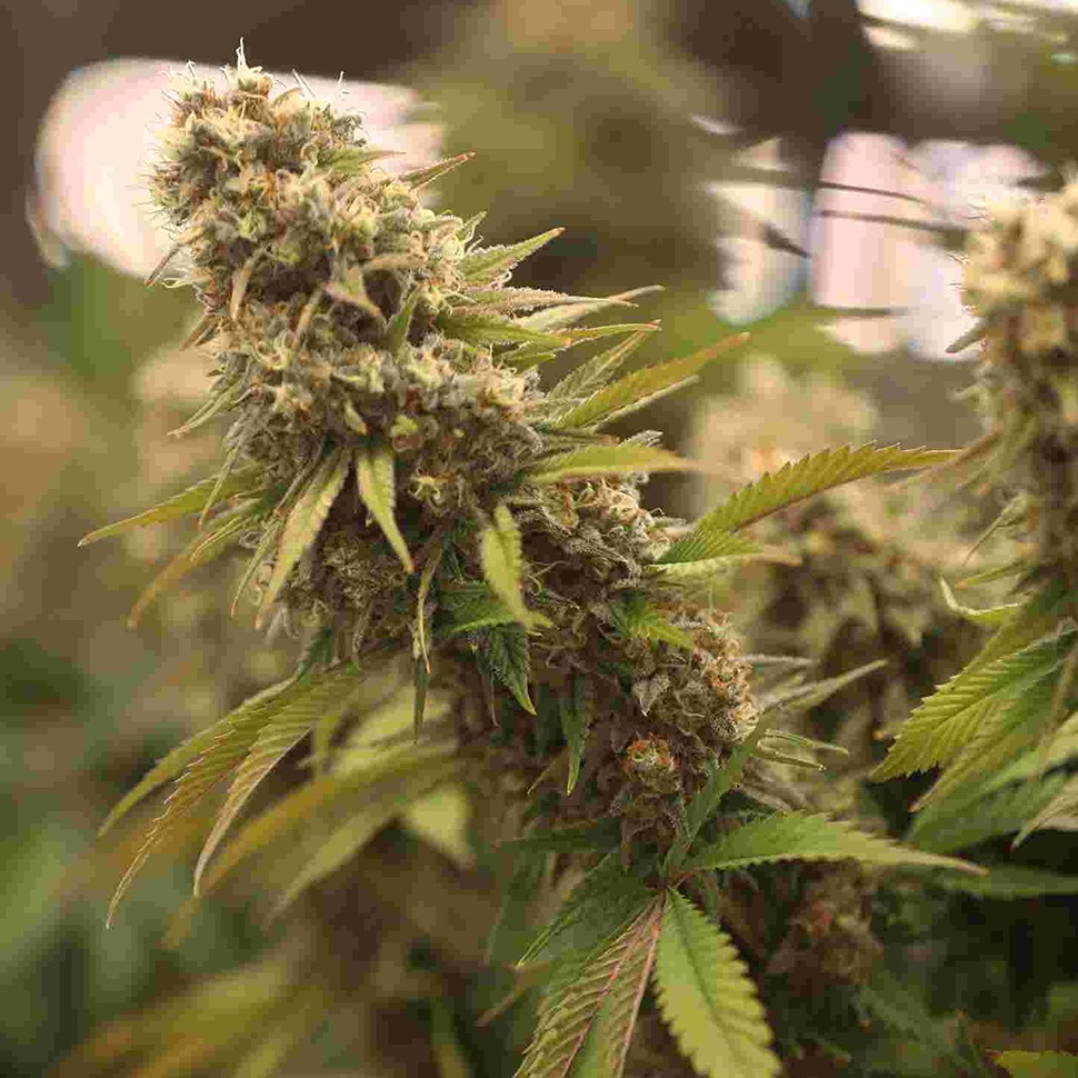 Семена каннабиса  2046 feminised Ganja Seeds