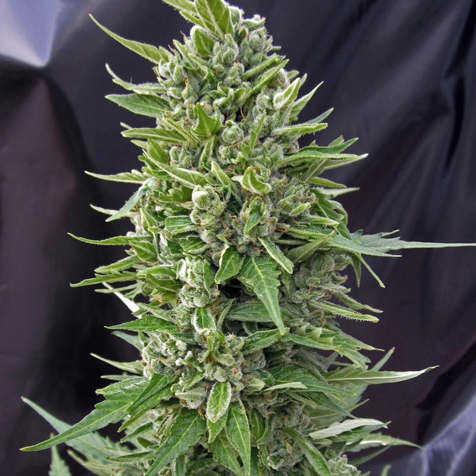 Семена ганжа  Auto Northern Light feminised Neuro Seeds
