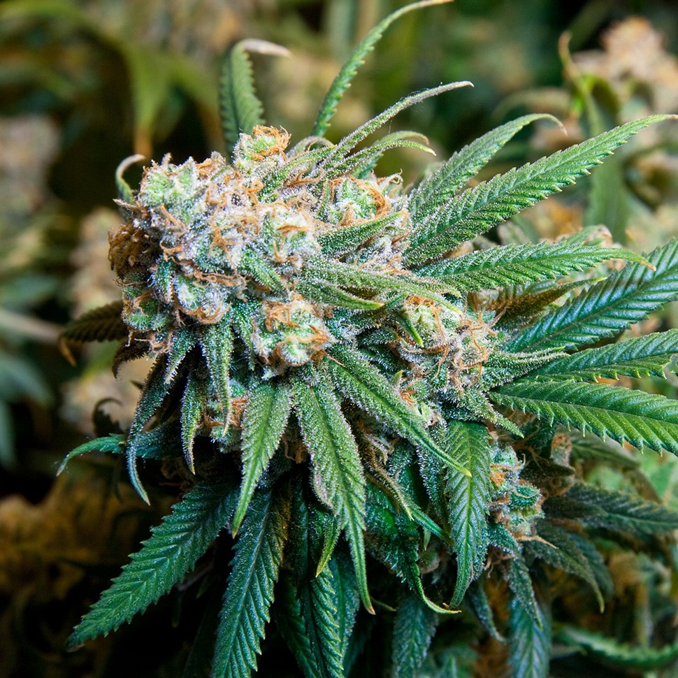 Семена ганжа  Burana feminised Bang Seeds