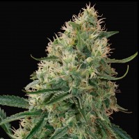 Auto Sin Tra Bajo feminised Ganja Seeds