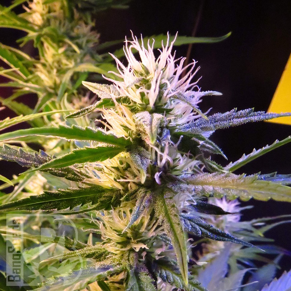 Семена конопли  Auto Diesel Ryder feminised Ganja Seeds
