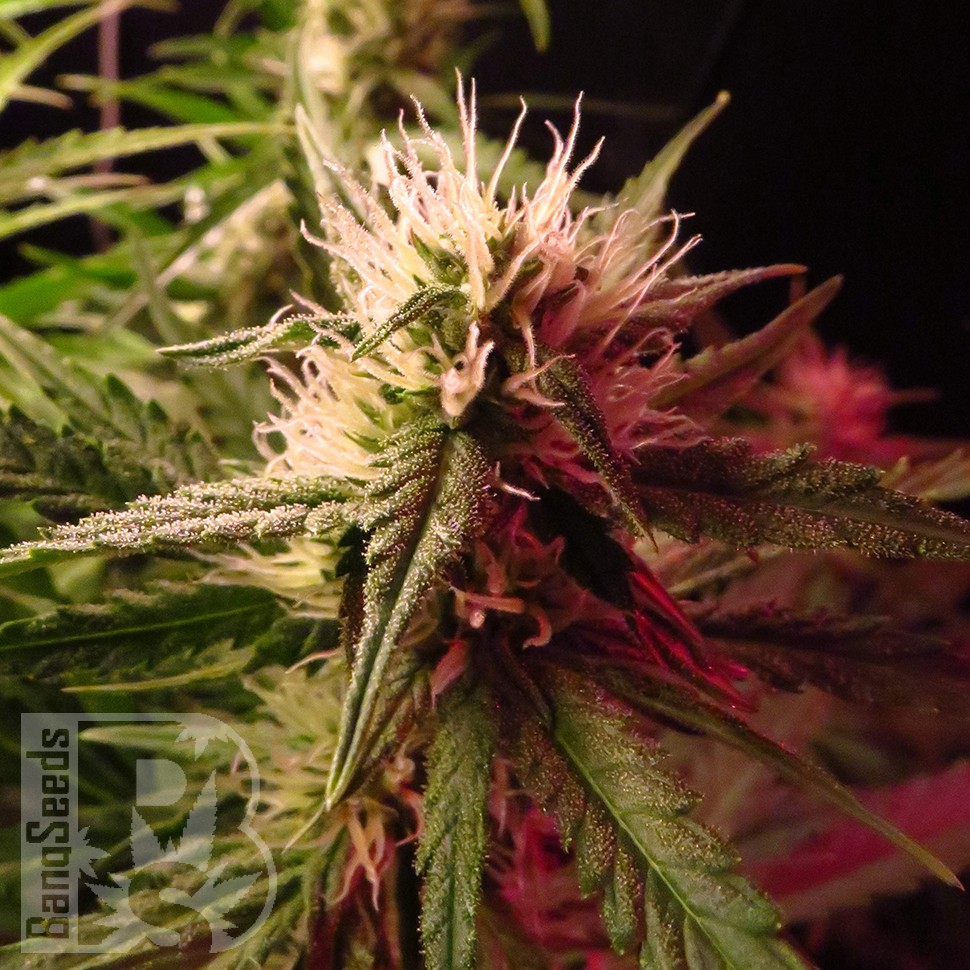 купить семена конопли Auto Diesel Ryder feminised