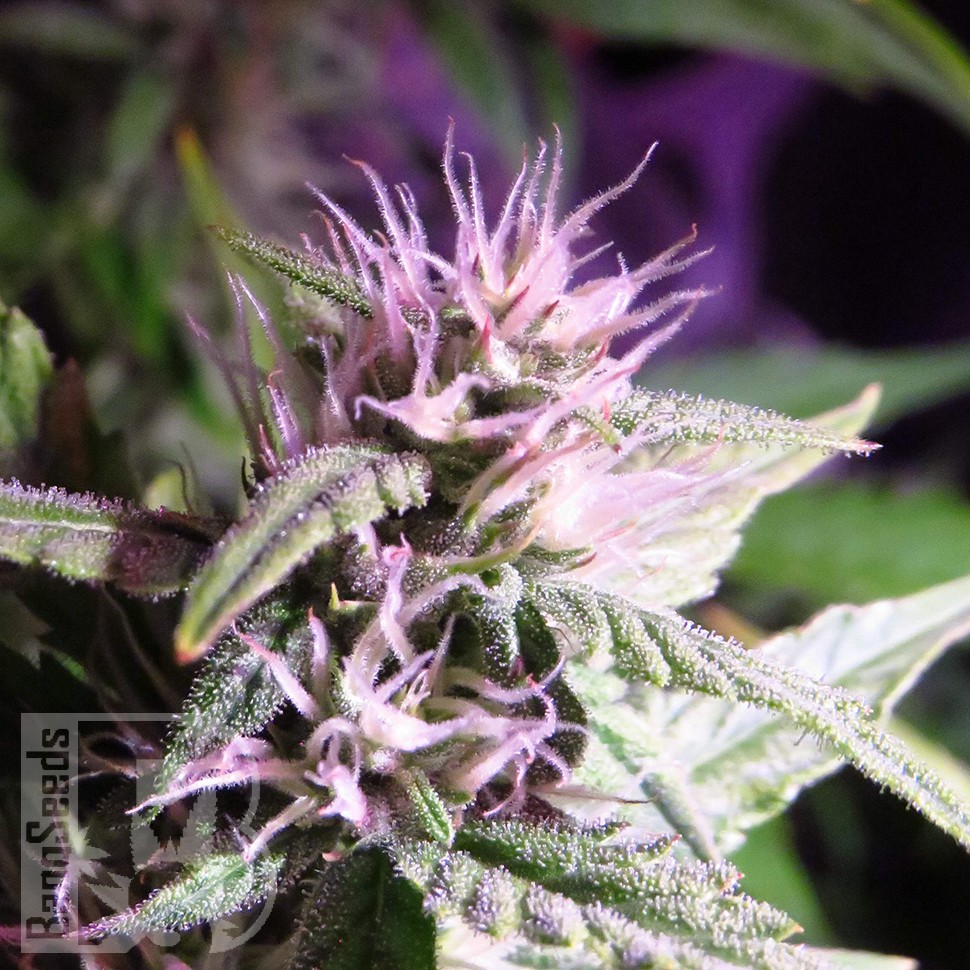 купить мощные семена конопли Auto Diesel Ryder feminised