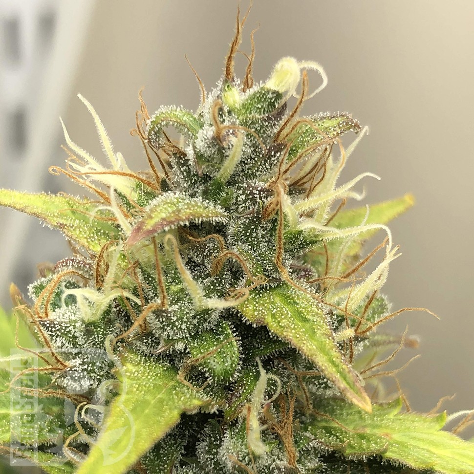 купить семена конопли f1 в оригинальной упаковке Auto Diesel Ryder feminised