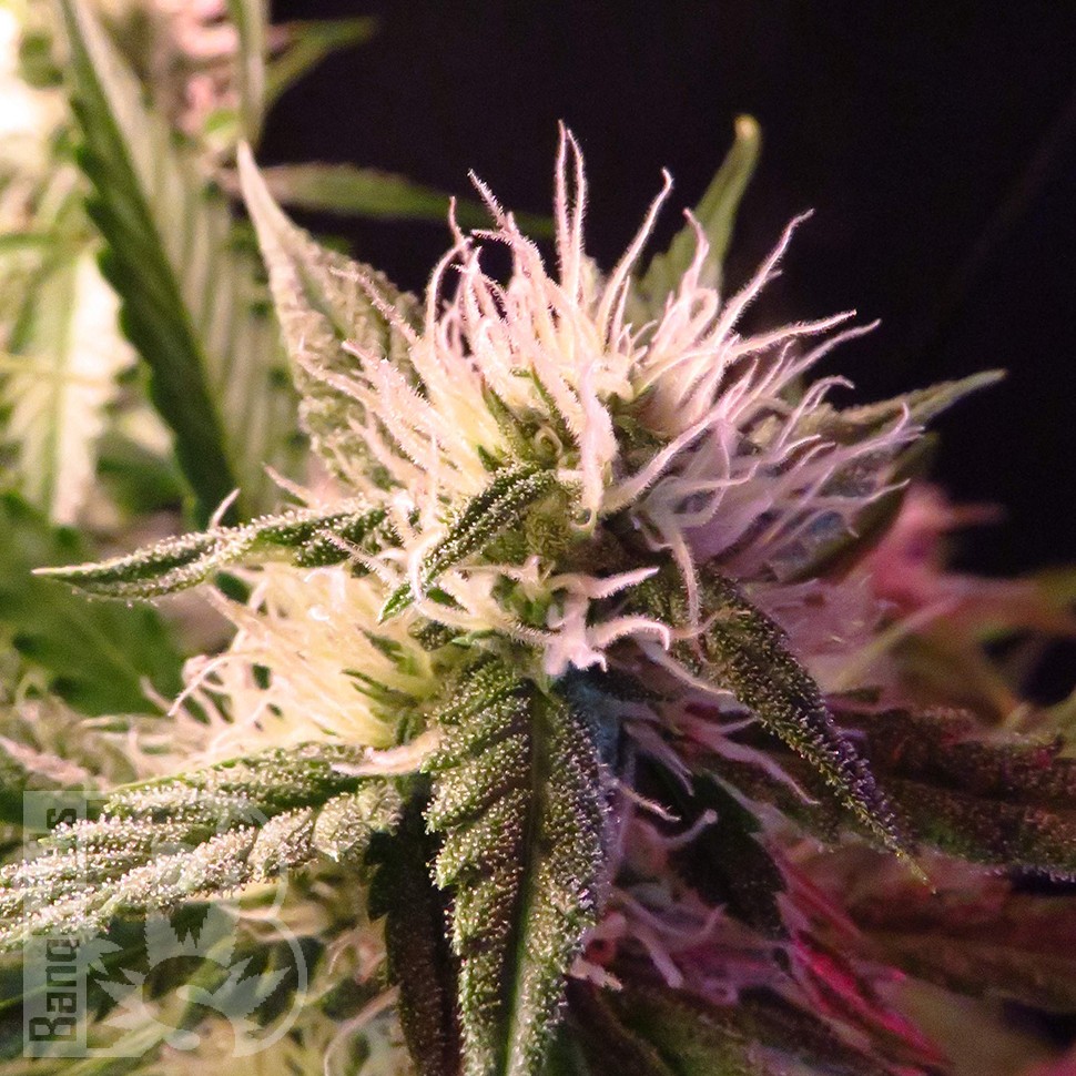 купить семена конопли интернет магазин Auto Diesel Ryder feminised