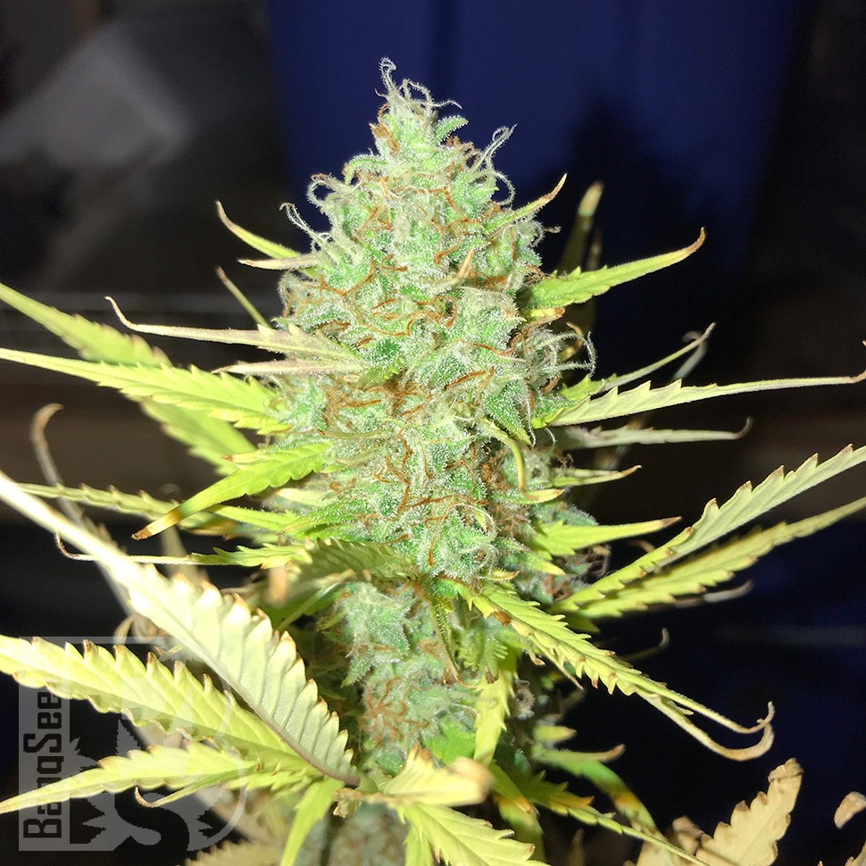 купить семена конопли в фирменной упаковке Auto Diesel Ryder feminised