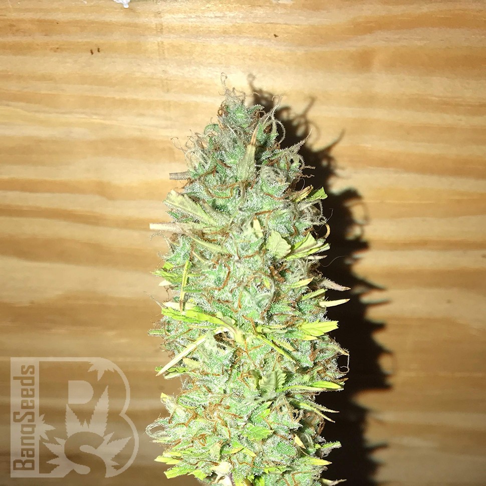 купить семена конопли автоцвет Auto Diesel Ryder feminised
