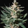 Семена ганжа  Tropicana Cookies feminised Ganja Seeds