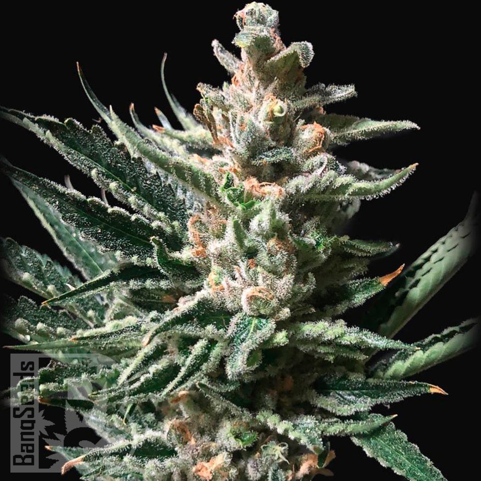 Семена ганжа  Tropicana Cookies feminised Ganja Seeds