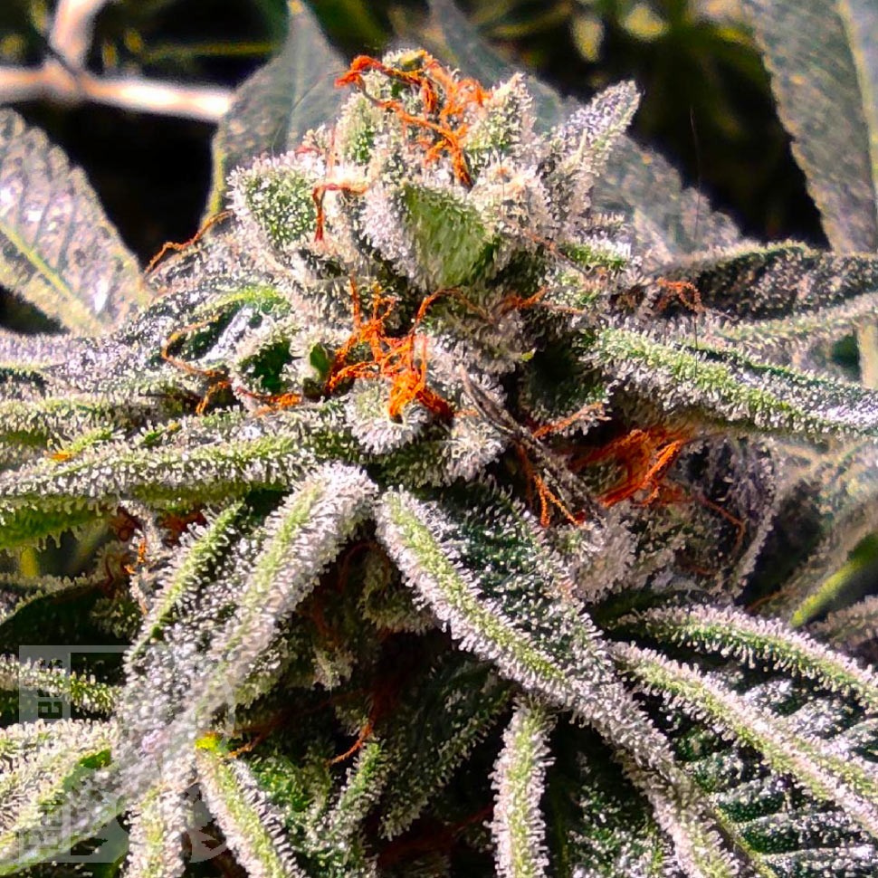 Семена ганжа  Tropicana Cookies feminised Ganja Seeds