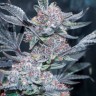 Семена ганжа  Tropicana Cookies feminised Ganja Seeds
