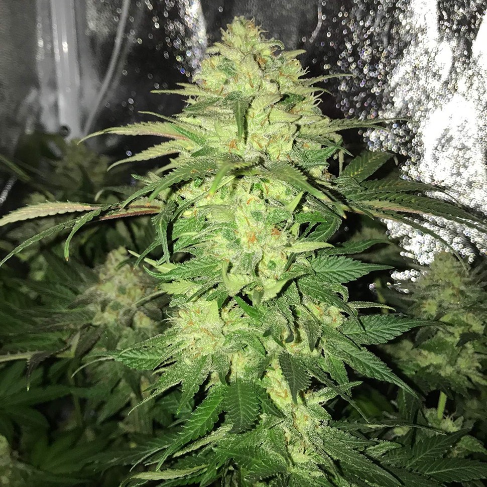 Семена  Master Kush regular Ganja Seeds