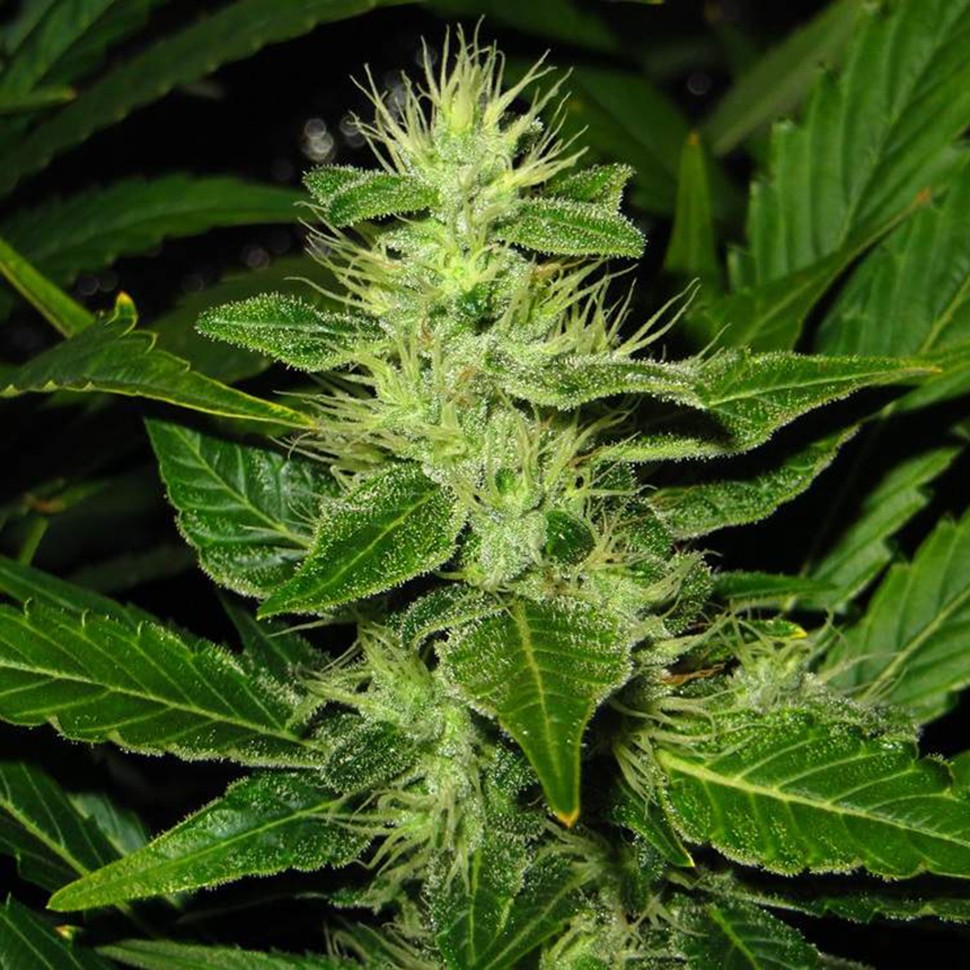 Семена ганжа  White Skunk regular Ganja Seeds