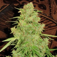 Auto Skaar feminised GanjaVIP Seeds