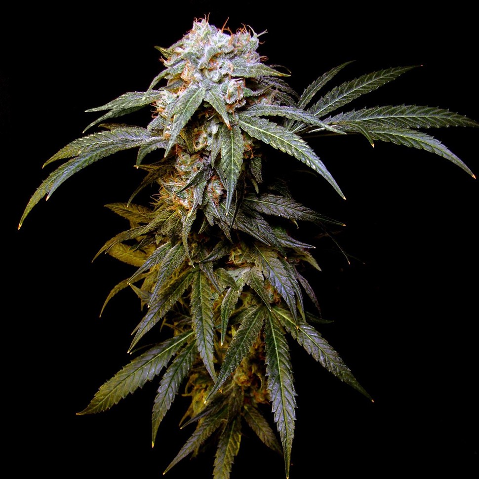 Семена конопли  Charyn feminised Bang Seeds