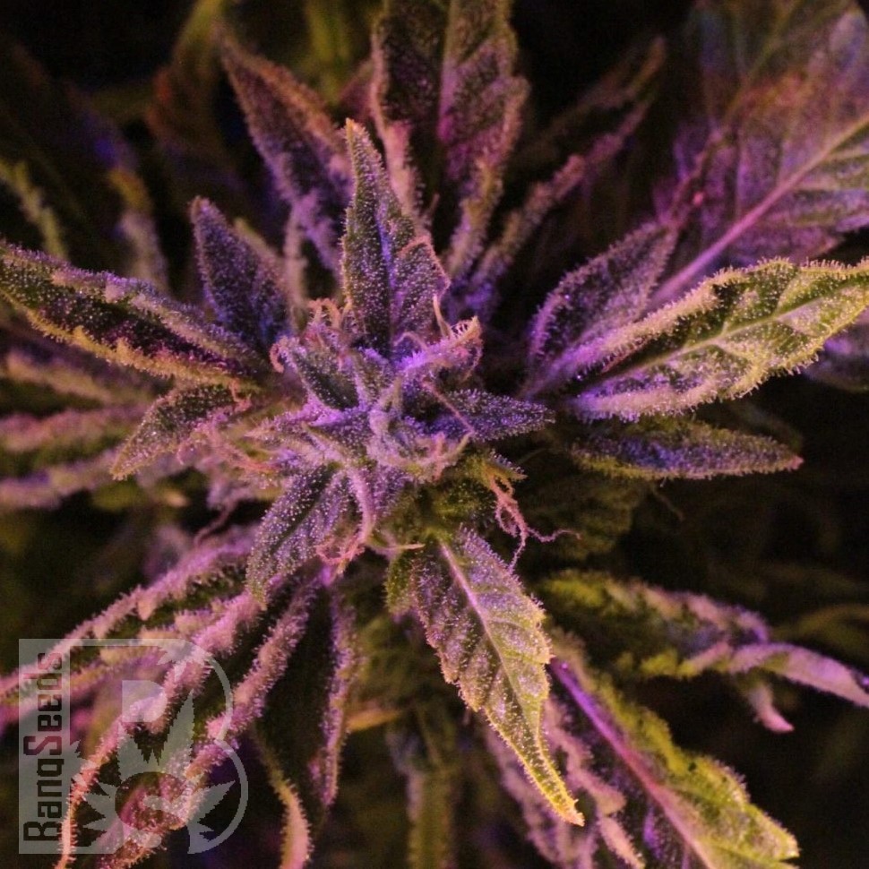 Семена конопли  Charyn feminised Bang Seeds