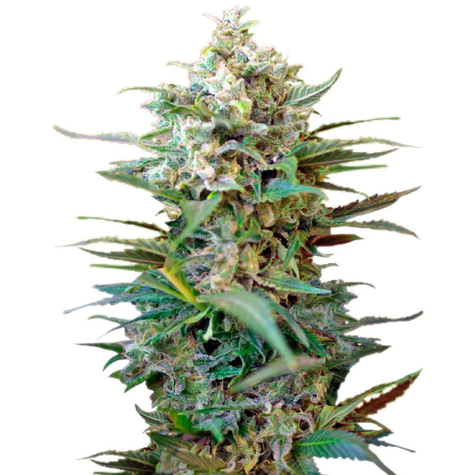 Семена конопли  Auto Big Devil XL feminised Ganja Seeds