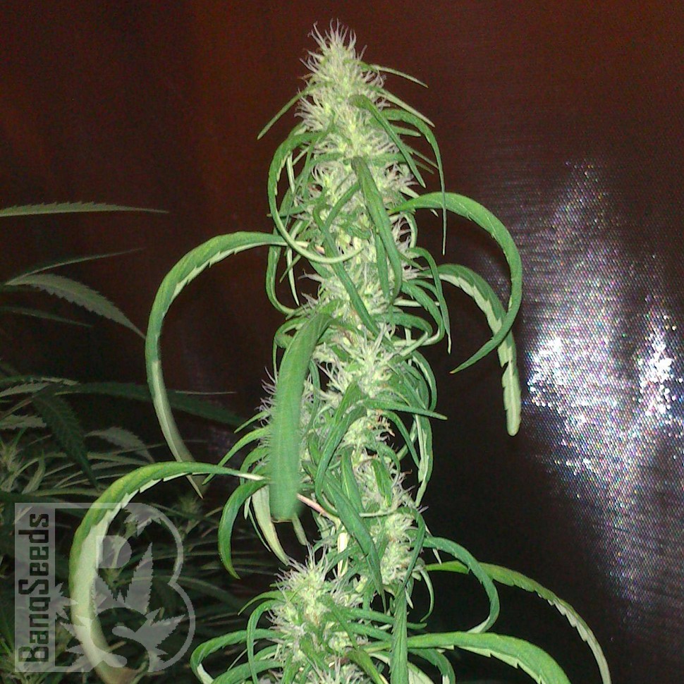 заказ семян конопли Auto Dr. Grinspoon feminised