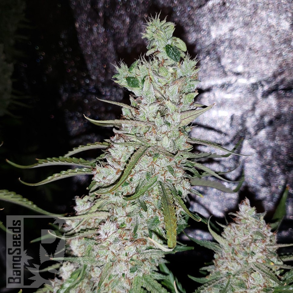 Семена конопли  Auto Dr. Grinspoon feminised Ganja Seeds