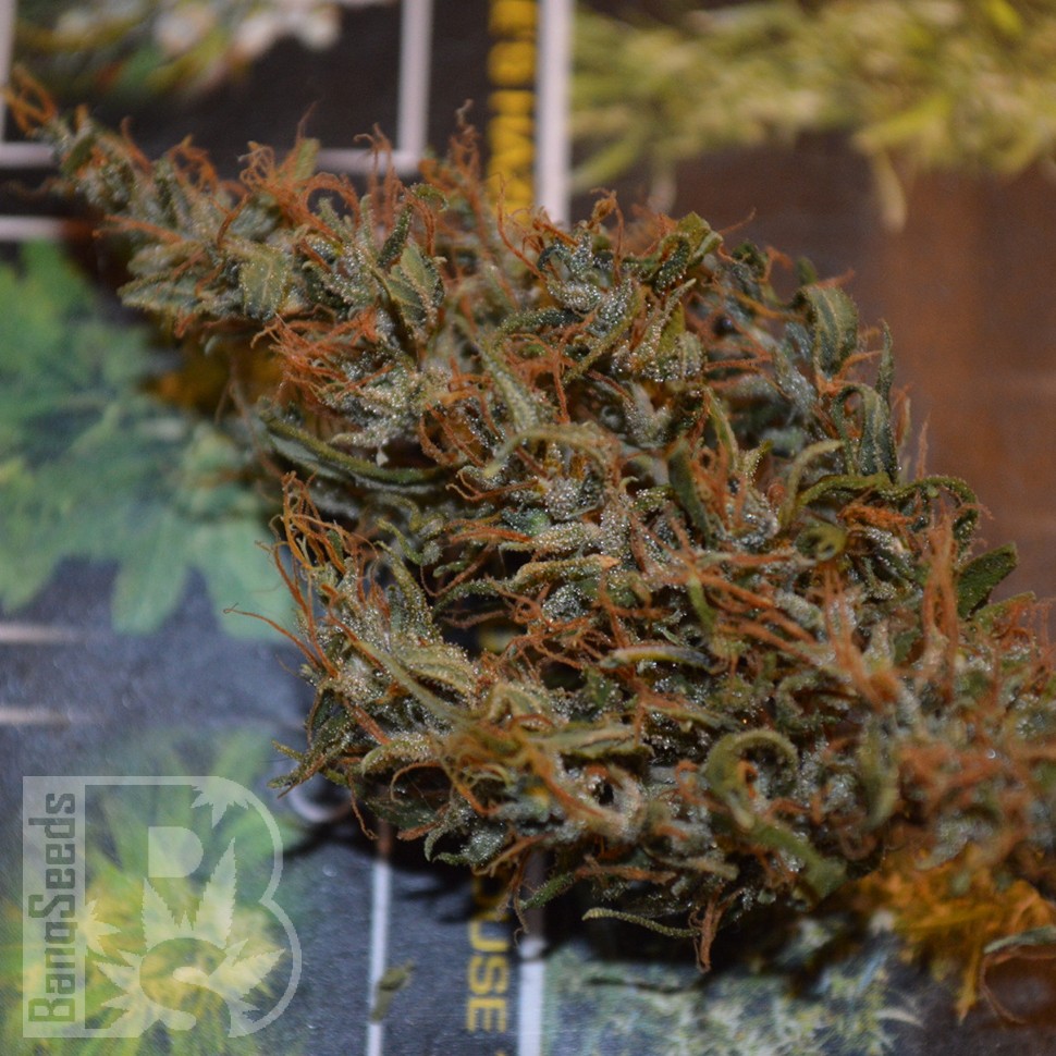 заказать семена конопли Auto Dr. Grinspoon feminised