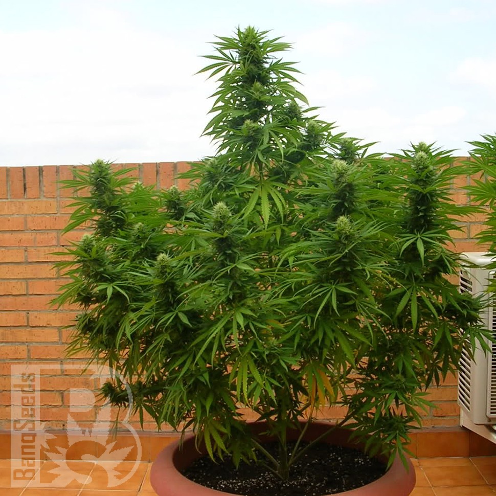 заказать семена конопли почтой Auto Dr. Grinspoon feminised