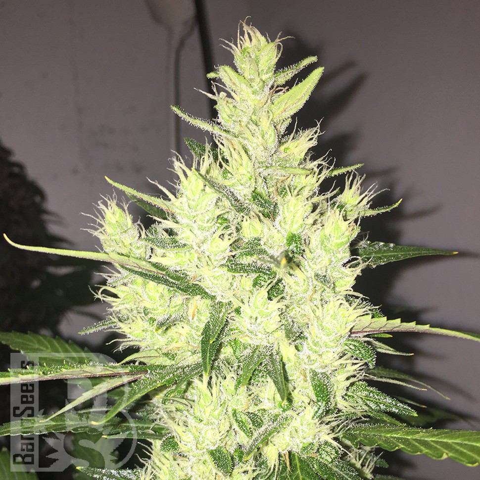 заказать на сайте семена конопли Auto Dr. Grinspoon feminised