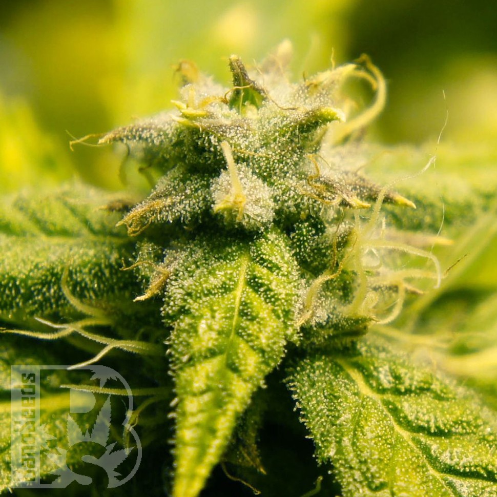 Era feminised Ganja Seeds