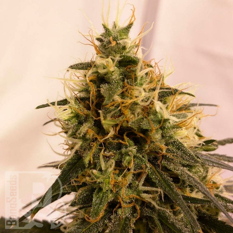 Семена  Pineapple Chunk feminised Ganja Seeds
