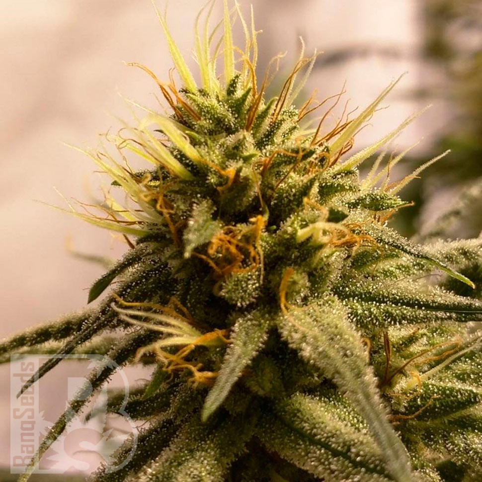 Семена  Pineapple Chunk feminised Ganja Seeds