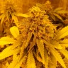 Семена  Pineapple Chunk feminised Ganja Seeds