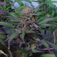 Auto Somango x Blueberry feminised Ganja Seeds