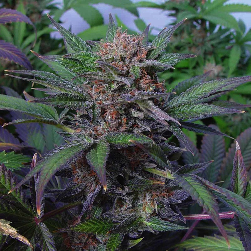 Семена  Auto Somango x Blueberry feminised Ganja Seeds