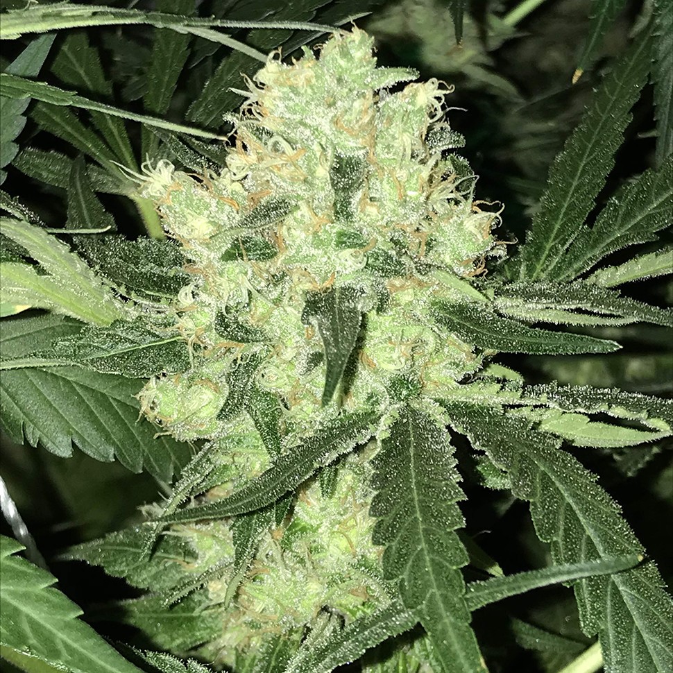 Семена ганжа  Auto Super Skunk feminised Neuro Seeds