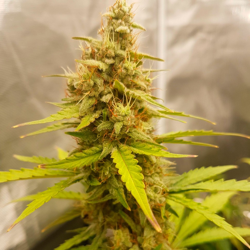 Семена каннабиса  Auto Critical Hog feminised Ganja Seeds