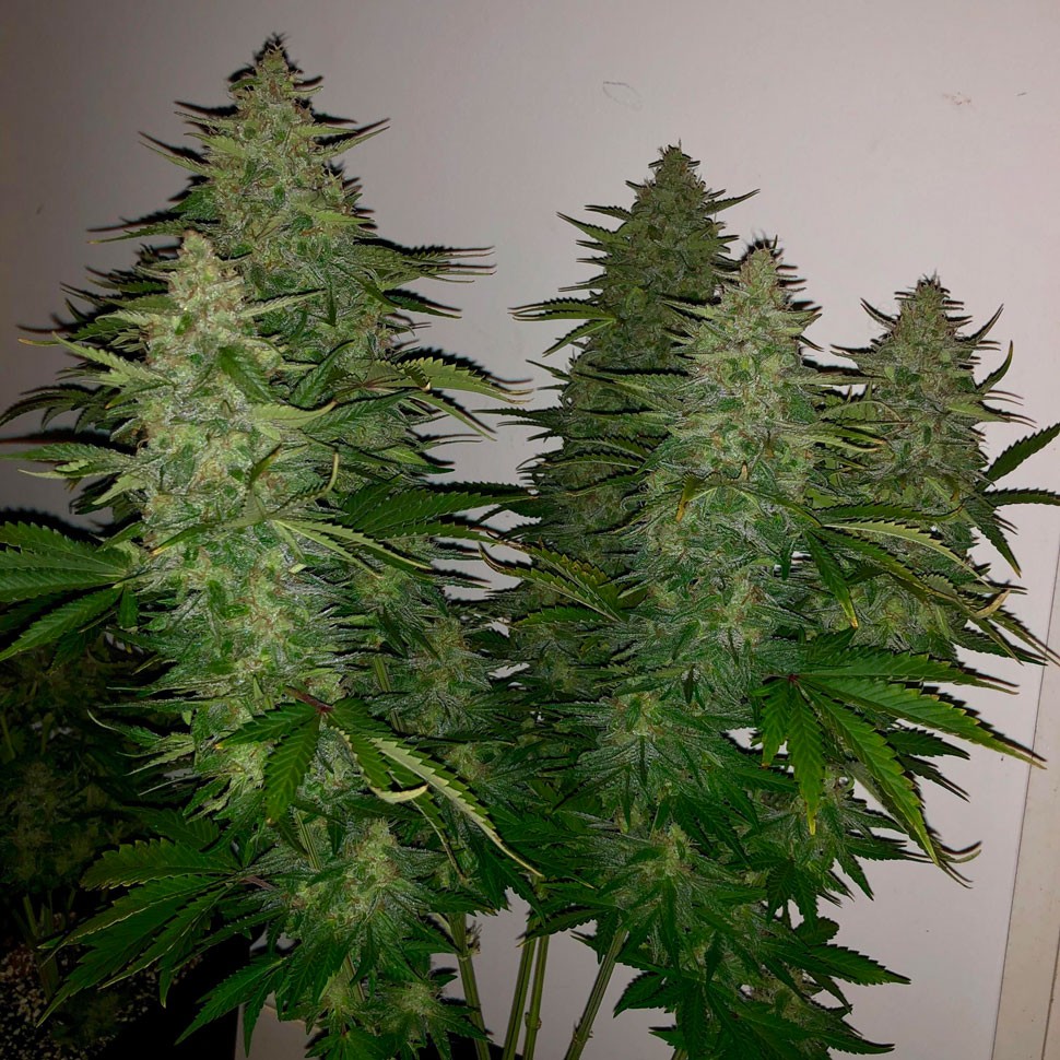 Семена  Auto Royal Gorilla feminised Ganja Seeds