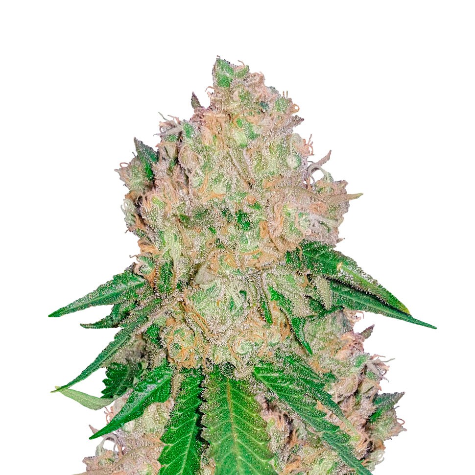 Качественные семена конопли Auto Royal Gorilla feminised Ganja Seeds