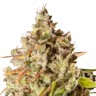 Качественные семена марихуаны Auto Royal Gorilla feminised Ganja Seeds