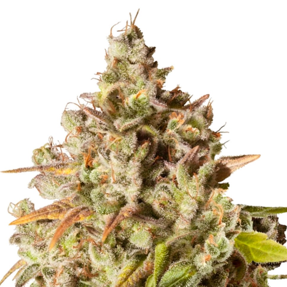 Качественные семена марихуаны Auto Royal Gorilla feminised Ganja Seeds