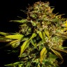 Семена ганжа  Mintz feminised Ganja Seeds