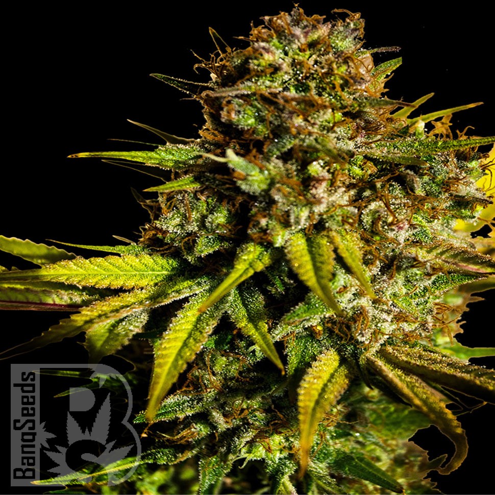 Семена ганжа  Mintz feminised Ganja Seeds
