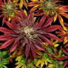 Семена ганжа  Mintz feminised Ganja Seeds