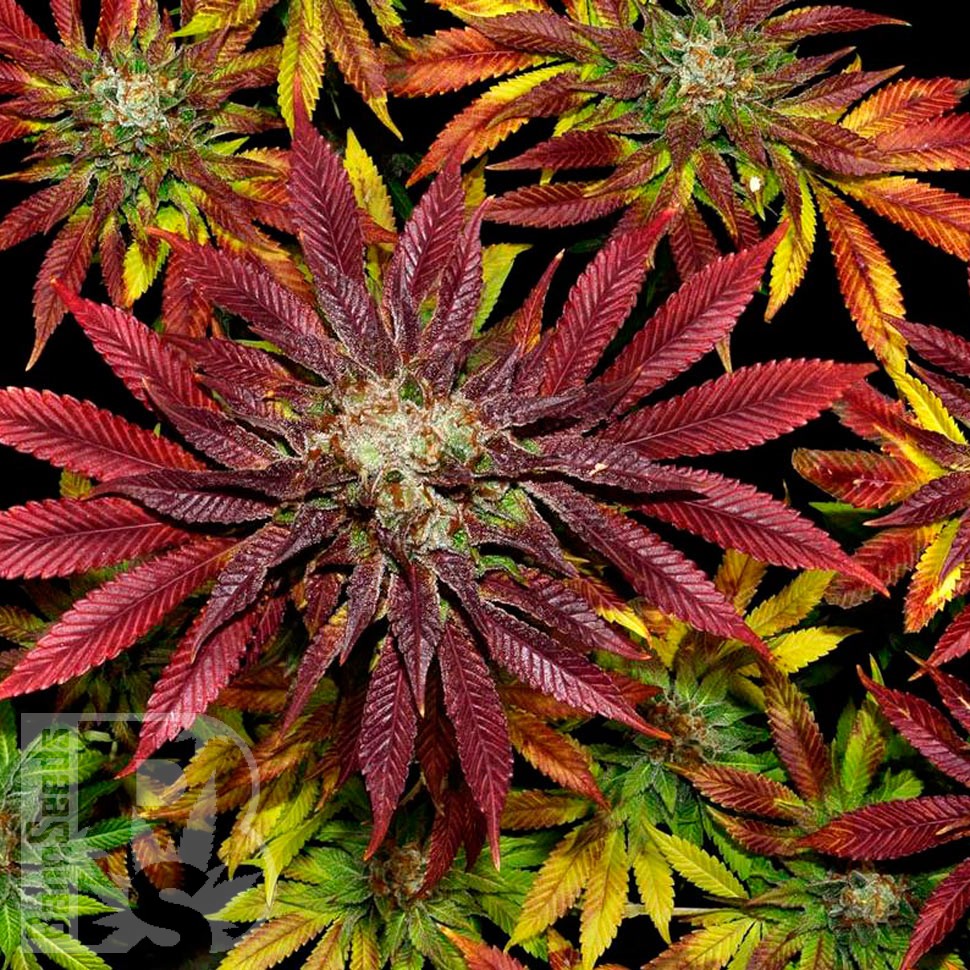 Семена ганжа  Mintz feminised Ganja Seeds